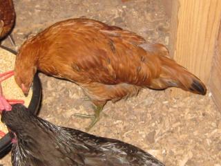 55537_img_1011.jpg
