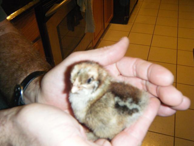55544_dscf1217.jpg
