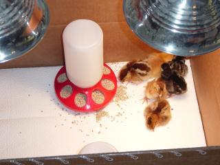 55549_chicks1.jpg