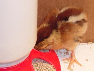 55549_welsummer_chick_eating.jpg