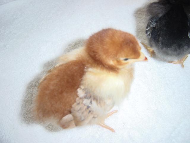 55628_tsc_baby_chicks_001.jpg