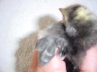 55628_tsc_baby_chicks_004.jpg