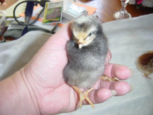 55628_tsc_baby_chicks_006.jpg