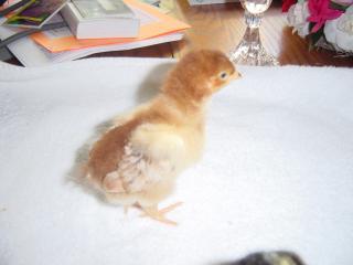 55628_tsc_baby_chicks_009.jpg