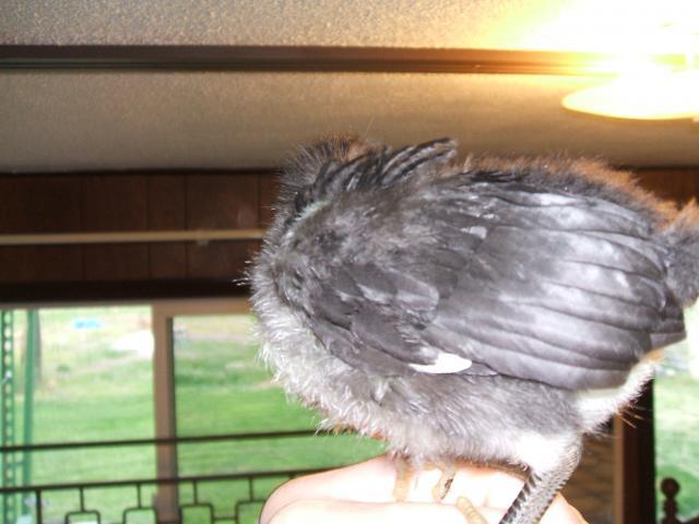 55676_aussie_australorp.jpg