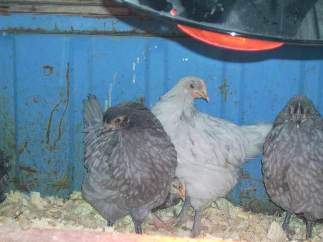 5570_dsci0672.jpg