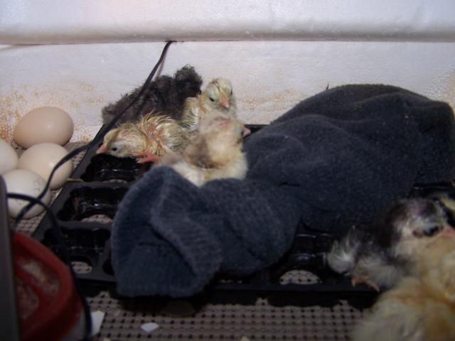 55721_chickens_3-3-11_003.jpg
