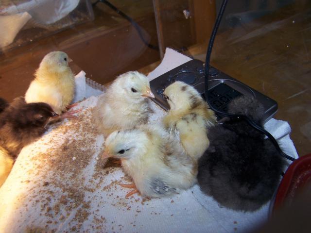 55721_chickens_3-3-11_013.jpg
