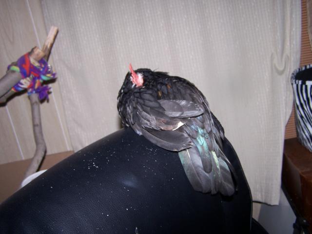55721_poultry_04-11_059.jpg