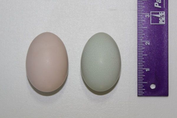 55754_pinkgreeneggs5sept10.jpg