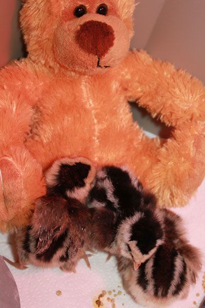 55754_triosab24mar2011.jpg