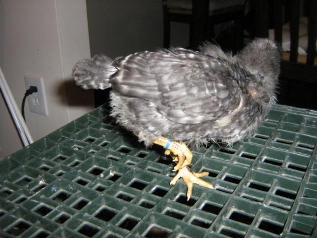 55757_barred_rock.jpg
