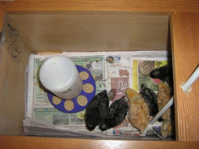 55757_med_brood_2.jpg