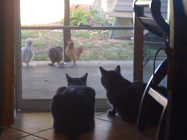 55769_cats_and_chooks.jpg