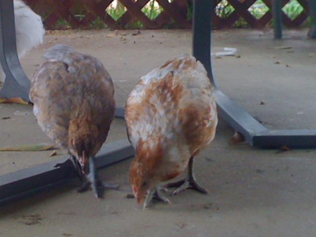 55769_lucy_and_mabs.jpg