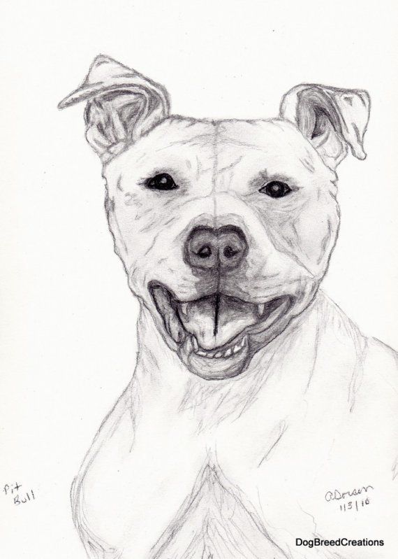 55771_pitdrawing.jpg
