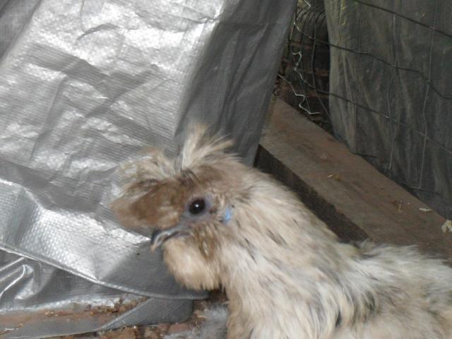 55771_sam_0219.jpg