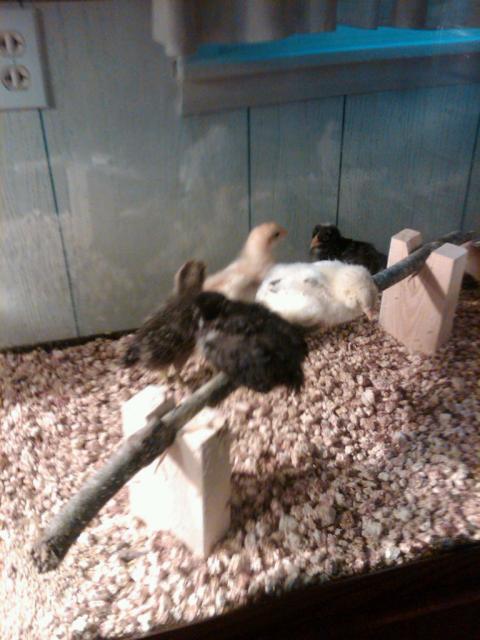 55774_brooder2.jpg