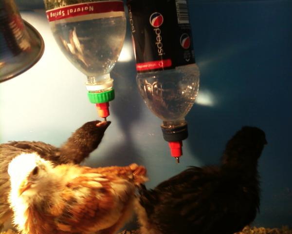 55787_nipple_waterer.jpeg