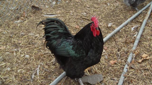 55860_dsc01643.jpg