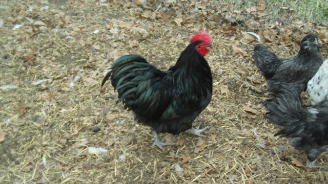 55860_dsc01645.jpg