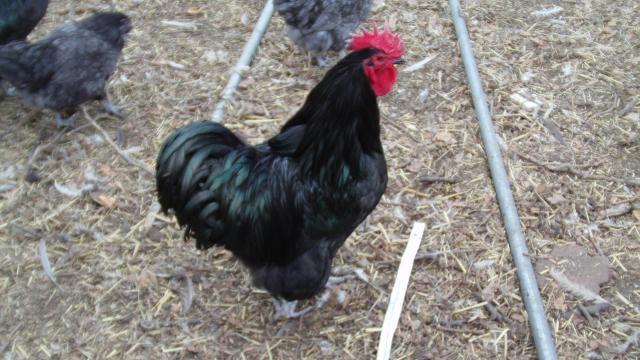 55860_dsc01652.jpg