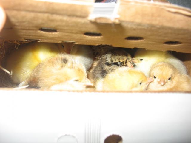 55864_chicks_002.jpg