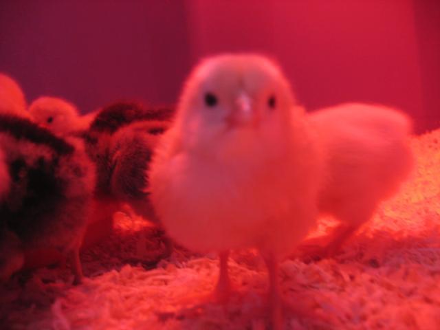 55864_chicks_024.jpg