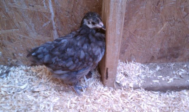55886_langshan_pullet.jpg