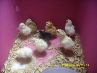 558_ss851661.jpg