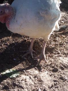 55900_turkey_lurkey_7312010.jpeg