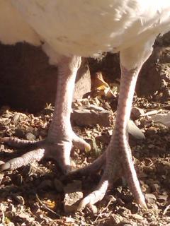 55900_turkey_lurkey_legs_73110.jpeg