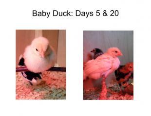 55902_baby_duck.jpg