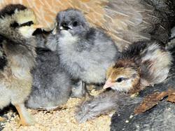 55902_chicks.jpg