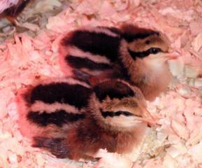 55902_twins.jpg
