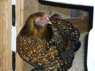 55925_chickenportraits_004.jpg