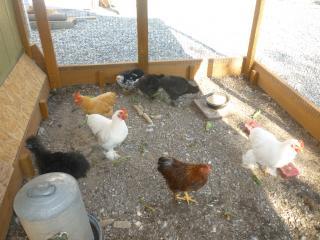 55925_sleepover_and_chickens_077.jpg