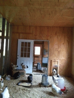 55999_view_from_end_of_inside_run.png