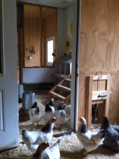 55999_view_into_coop.png