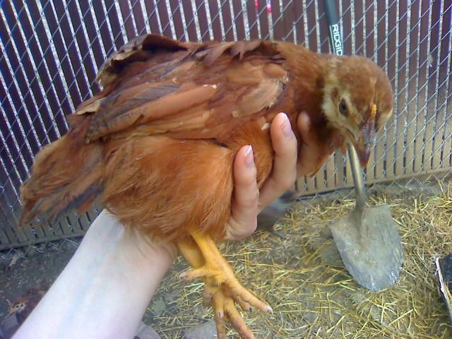 56012_rir_pullet_1.jpg