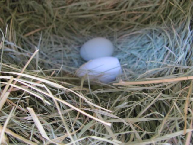 56030_img_0001.jpg