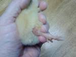 56032_chick.jpg