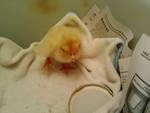 56032_orp_chick.jpg