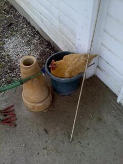 56060_edna_having_a_dust_bath.jpg