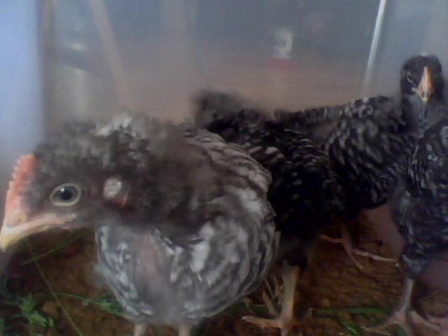 56092_chickedies2.jpeg