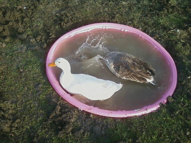 56092_pool4_01.jpeg