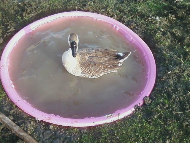 56092_pool5_01.jpeg