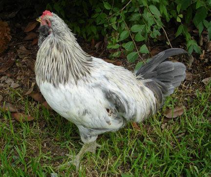 56092_rooster2.jpg