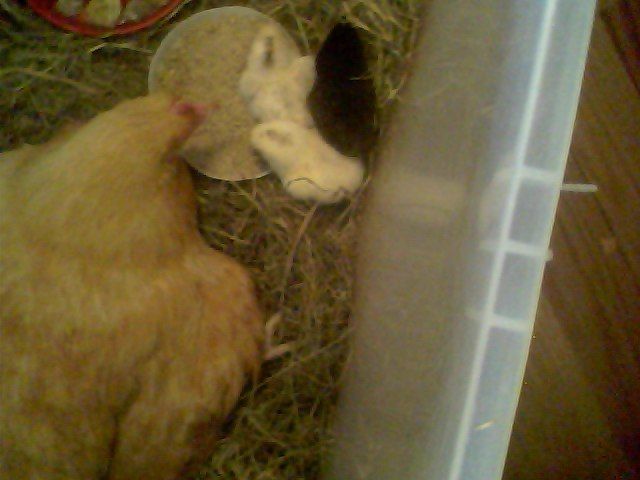 56092_snapshot_20100722.jpg