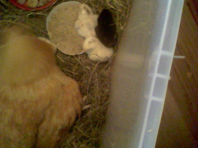 56092_snapshot_20100722_1.jpg